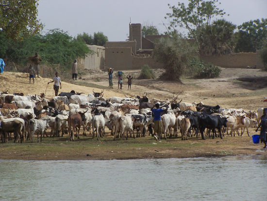 am Bani zwischen Djenné und Mopti