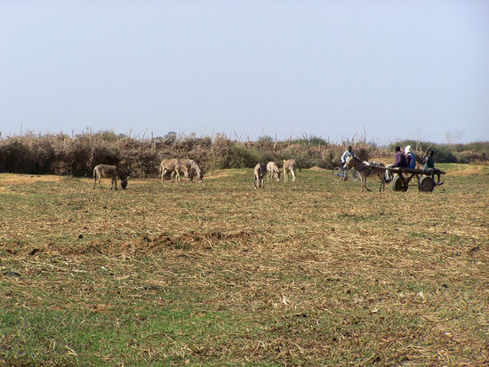 ...Landszene