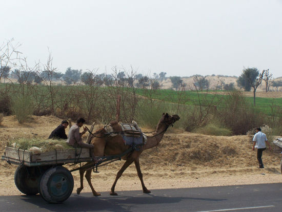 unterwegs nach Bikaner