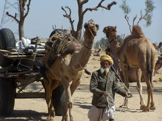 Dromedar-/Rindermarkt