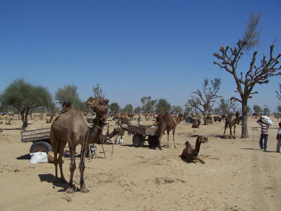 Dromedar-/Rindermarkt