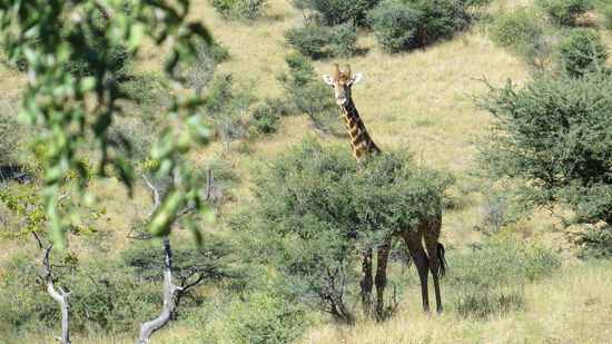 Im Daan-Viljoen-Wildpark, der nur 24 km von Windhoek entfernt ist