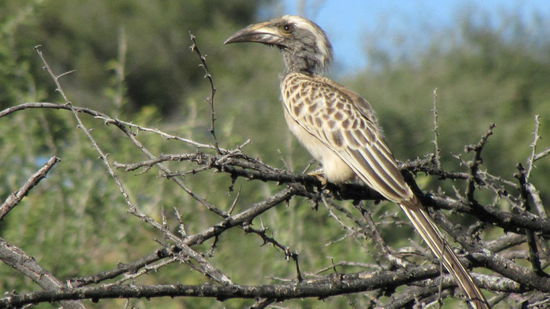 Daan-Viljoen-Wildpark