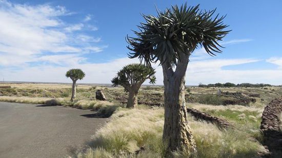 Köcherbäume am Hardap-Staudamm
