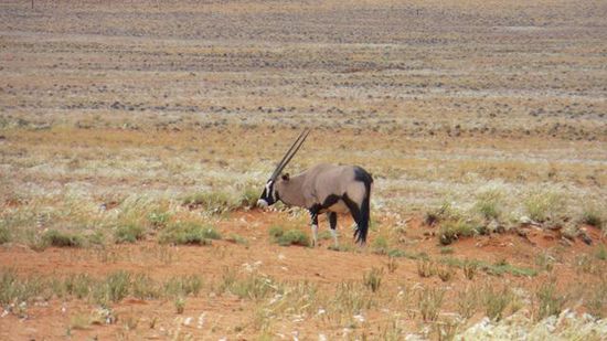 Oryx-Antilope Richtung Tirasberge