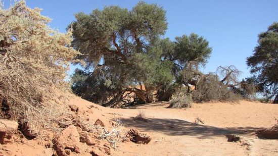 in der Sossusvlei-Pfanne