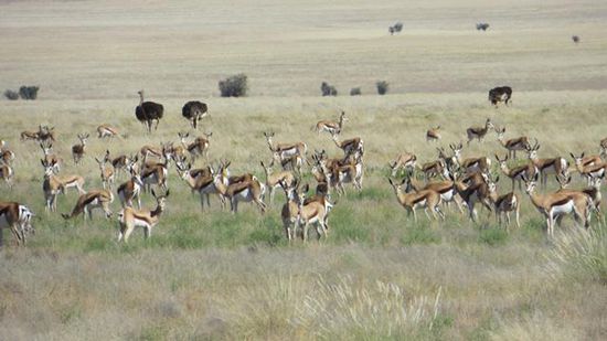 an die 1000 Springböche, viele Strausse und Zebras kreuzen die Piste