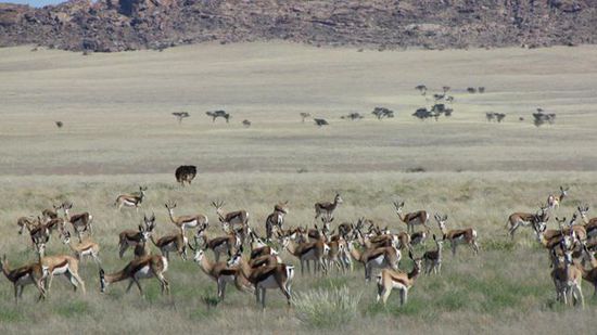 an die 1000 Springböche, viele Strausse und Zebras kreuzen die Piste
