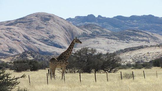 und auch noch eine Giraffe am Wegesrand