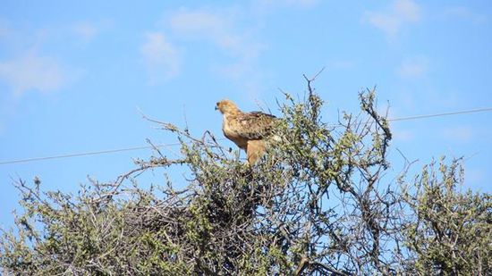 ein Adler im Baum am Pistenrand