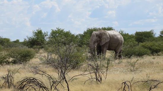 zwei Kilometer im Etosha-Park - und schon der erste Elefant