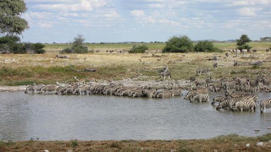 das Wasserloch in Okaukuejo voller Zebras