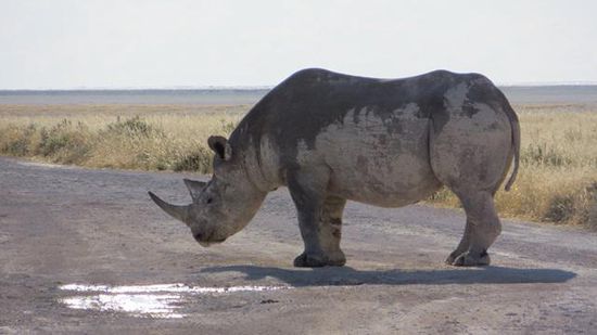 ein Nashorn versperrt den Weg