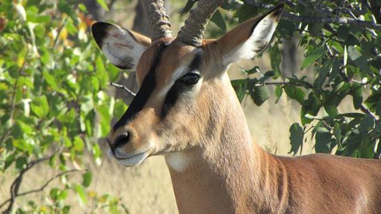 schöne Tiere diese Antilopen !
