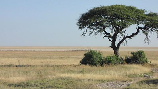die Etosha-Pfanne