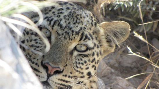 Versteckspiel mit einem Leoparden