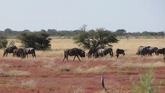 Gnus erscheinen gerne in größeren Herden