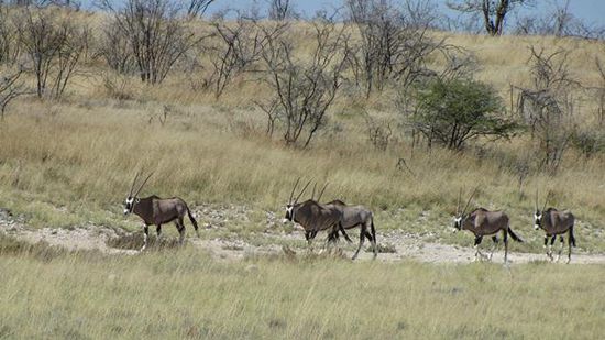 Oryx-Antilopen