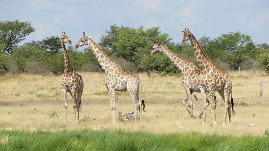 eine Giraffenherde am Wasserloch....