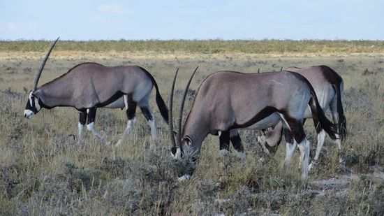 prächtige Oryx-Antilopen