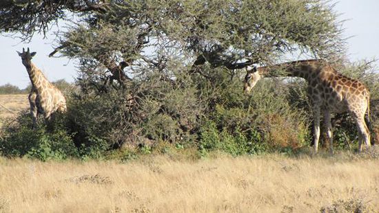 Giraffen beim Frühstück