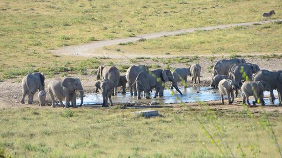 ca. 35 Tiere können wir von unserem "Aussichtspunkt" zählen