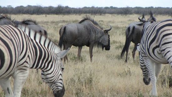 Zebras und Gnus friedlich vereint