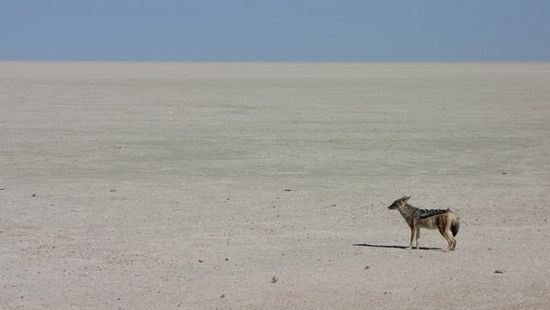 Etosha-Pfanne - und keine Beute zu sehen