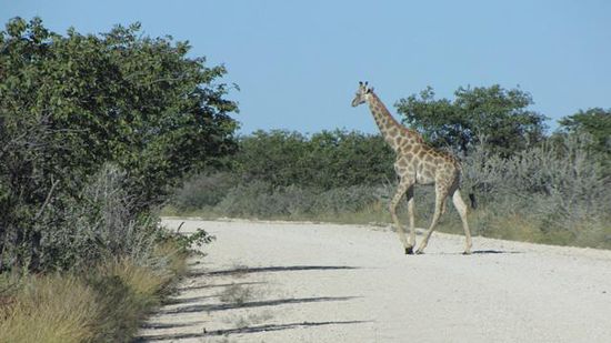 und Giraffen