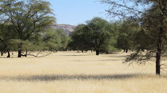 Baumbestand in der Ebene vor Sesfontein