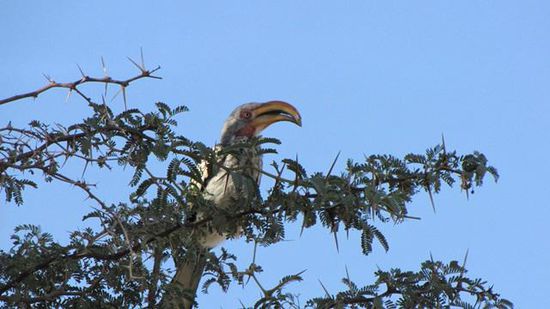 im Hoarusib-Trockenbett bei der Purros-Campsite