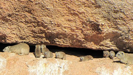 wo immer es auch Felsen gibt: Klippschliefer