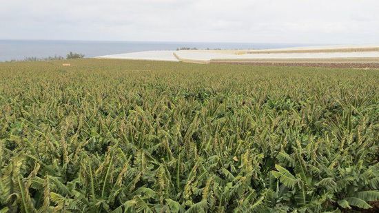 Bananenstauden - mit und ohne Plastikdächer