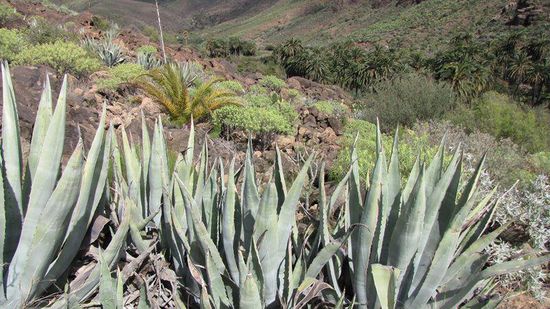 Tal bei der Nekropole von Arteara