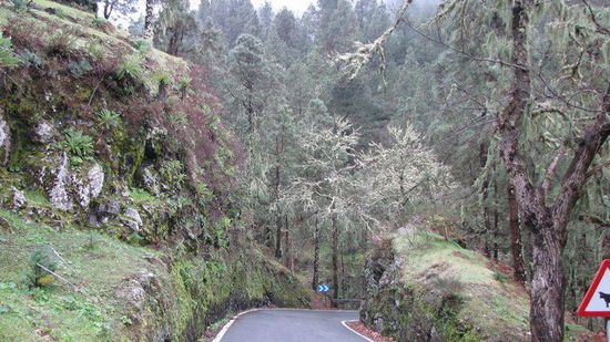 und so sieht eine Strasse in den Höhen des Nordostens aus... flechtenüberwuchert