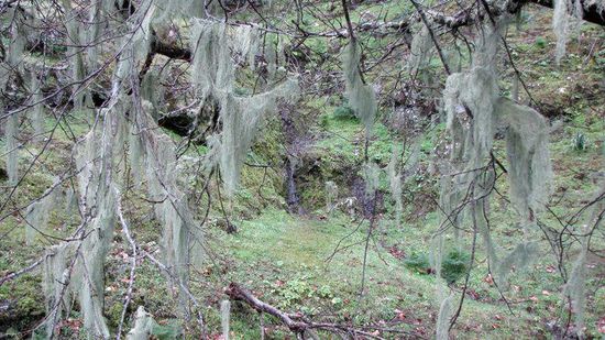 und so sieht eine Strassenbaum in den Höhen des Nordostens aus...