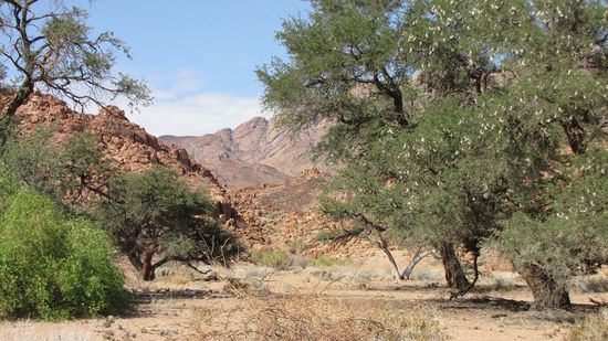 am Ugab-Trockenflussbett