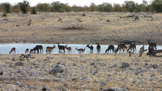 Wasserloch "Olifantsbad"