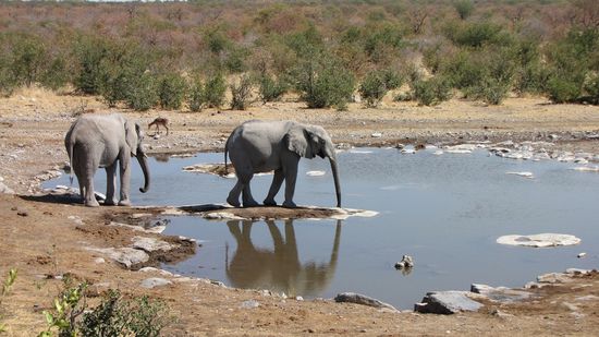 Wasserloch in Halali
