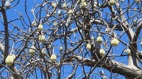 Baobab-Früchte