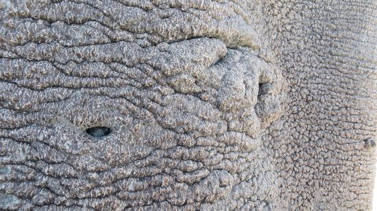 Ausschnitt vom Stamm - Rinde oder Elefant?