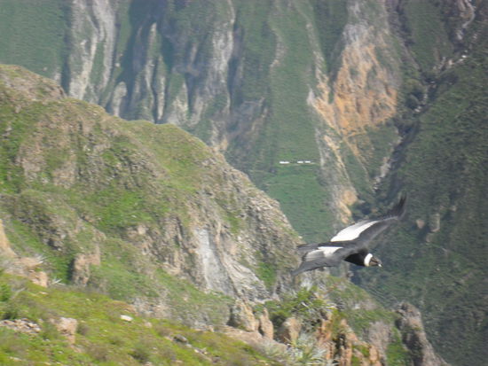 Flug des Condors