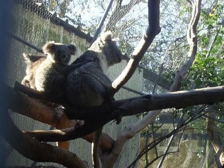 und das obligatorische koala-foto.
