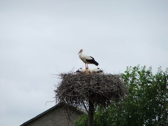 Das sieht man sehr häufig in Masuren