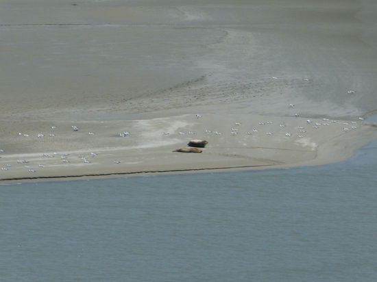 Robben auf der Sandbank