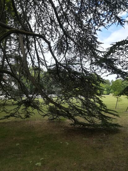 schöne Bäume im weitläufigen Schloßpark