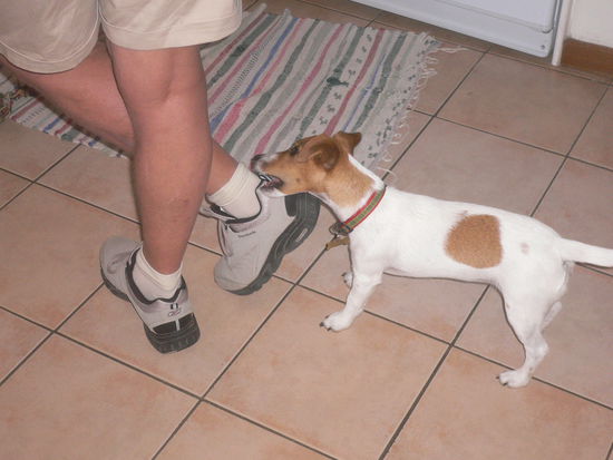 Emmi - der Kampfhund