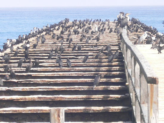 Der Landungssteg aus Kaiser Wilhelms Zeiten