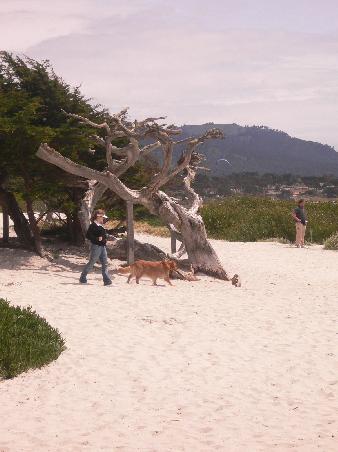 Carmel Beach