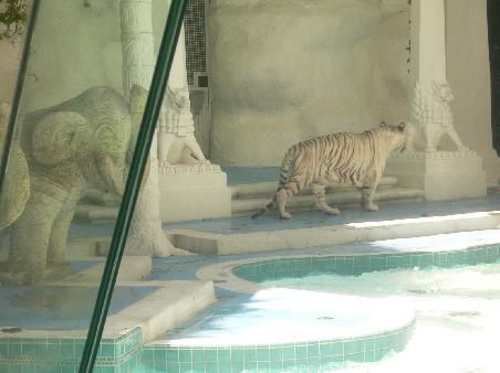 Weißer Tiger von Siegfried und Roy im Hotel Mirage